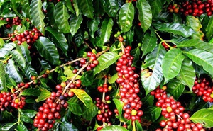 5 Days Discover Organic Coffee in Kaffa, Bonga